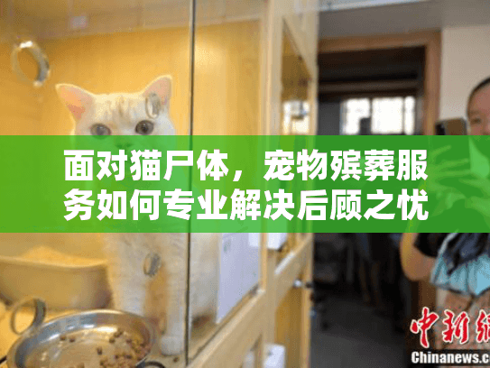 面对猫尸体，宠物殡葬服务如何专业解决后顾之忧