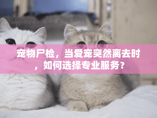 宠物尸检，当爱宠突然离去时，如何选择专业服务？