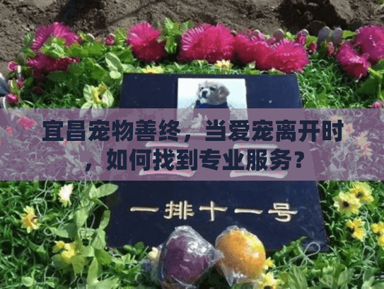 宜昌宠物善终，当爱宠离开时，如何找到专业服务？