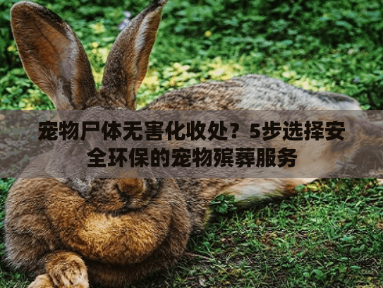 宠物尸体无害化收处？5步选择安全环保的宠物殡葬服务