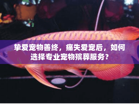 挚爱宠物善终，痛失爱宠后，如何选择专业宠物殡葬服务？