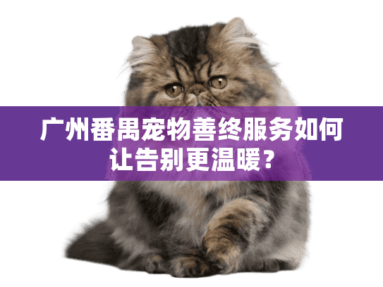广州番禺宠物善终服务如何让告别更温暖？