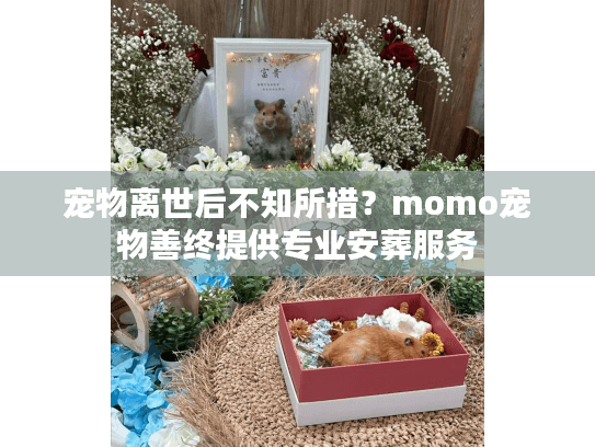 宠物离世后不知所措？momo宠物善终提供专业安葬服务