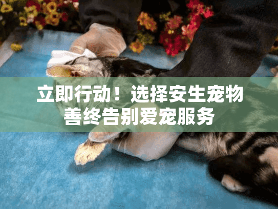 立即行动！选择安生宠物善终告别爱宠服务