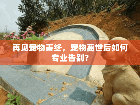 再见宠物善终，宠物离世后如何专业告别？