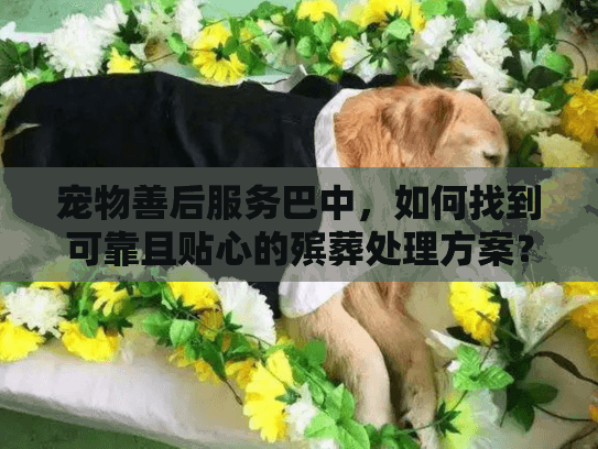 宠物善后服务巴中，如何找到可靠且贴心的殡葬处理方案？