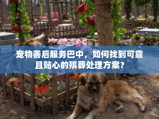 宠物善后服务巴中，如何找到可靠且贴心的殡葬处理方案？