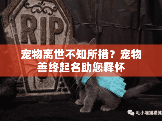 宠物离世不知所措？宠物善终起名助您释怀