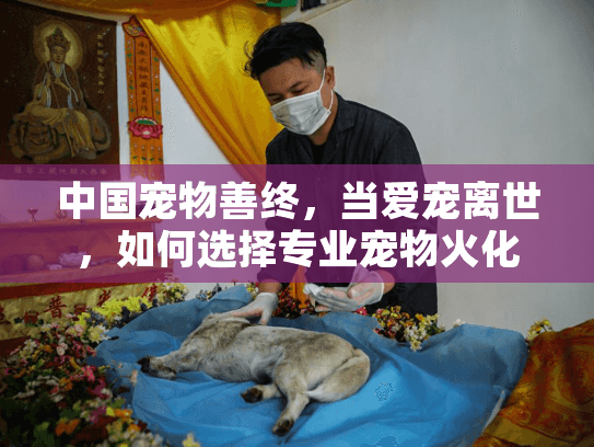中国宠物善终，当爱宠离世，如何选择专业宠物火化服务？