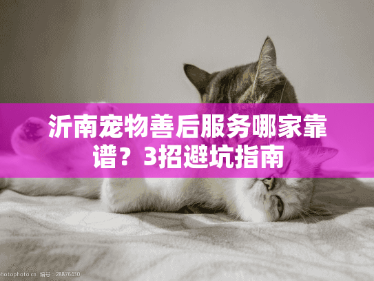 沂南宠物善后服务哪家靠谱？3招避坑指南