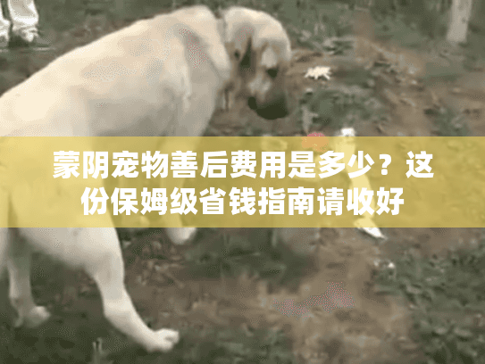 蒙阴宠物善后费用是多少？这份保姆级省钱指南请收好