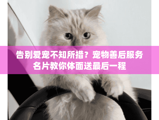 告别爱宠不知所措？宠物善后服务名片教你体面送最后一程
