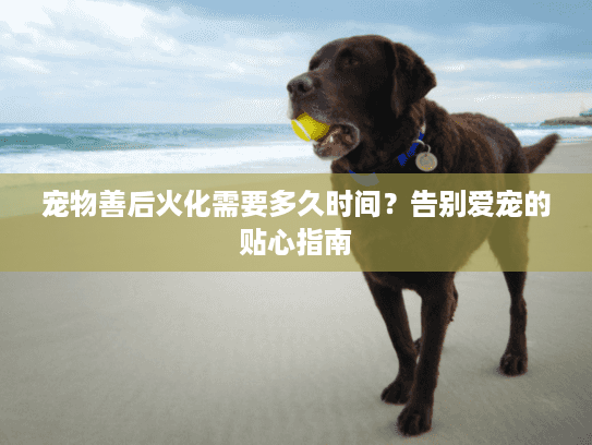 宠物善后火化需要多久时间？告别爱宠的贴心指南