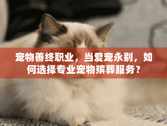 宠物善终职业，当爱宠永别，如何选择专业宠物殡葬服务？