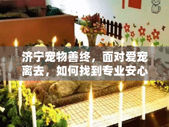 济宁宠物善终，面对爱宠离去，如何找到专业安心的告别服务？