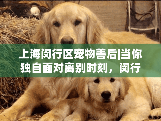 上海闵行区宠物善后|当你独自面对离别时刻，闵行区家庭首选方案是什么？