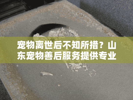 宠物离世后不知所措？山东宠物善后服务提供专业殡葬方案