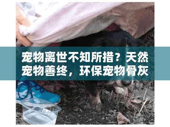 宠物离世不知所措？天然宠物善终，环保宠物骨灰安葬解决方案
