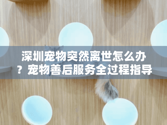 深圳宠物突然离世怎么办？宠物善后服务全过程指导