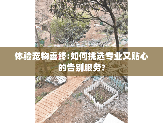 体验宠物善终:如何挑选专业又贴心的告别服务?