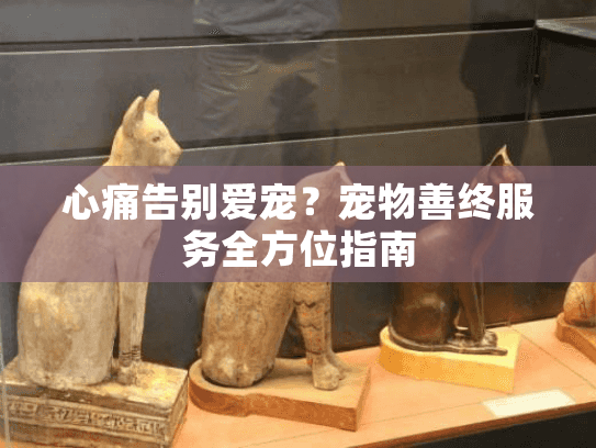 心痛告别爱宠？宠物善终服务全方位指南