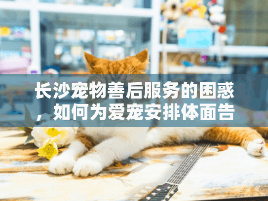 长沙宠物善后服务的困惑，如何为爱宠安排体面告别？