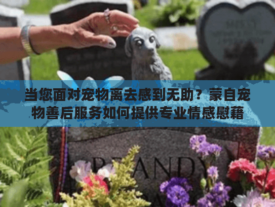 当您面对宠物离去感到无助？蒙自宠物善后服务如何提供专业情感慰藉