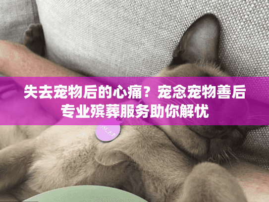 失去宠物后的心痛？宠念宠物善后专业殡葬服务助你解忧