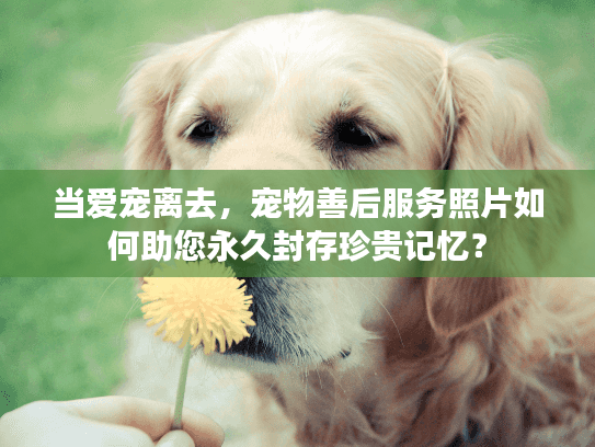 当爱宠离去，宠物善后服务照片如何助您永久封存珍贵记忆？