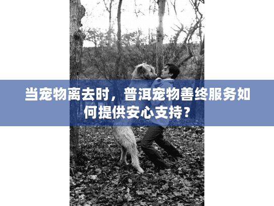 当宠物离去时，普洱宠物善终服务如何提供安心支持？