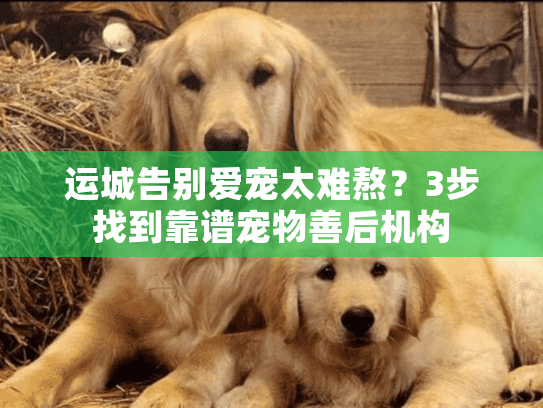 运城告别爱宠太难熬？3步找到靠谱宠物善后机构