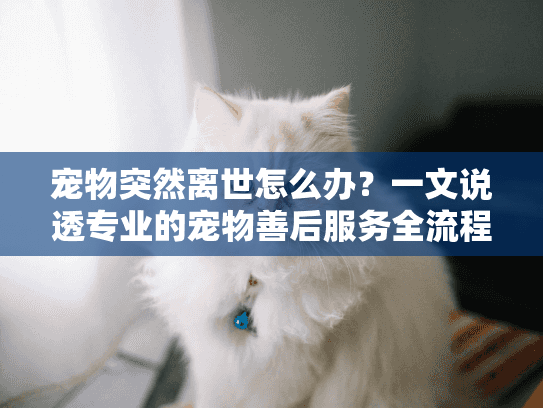 宠物突然离世怎么办？一文说透专业的宠物善后服务全流程