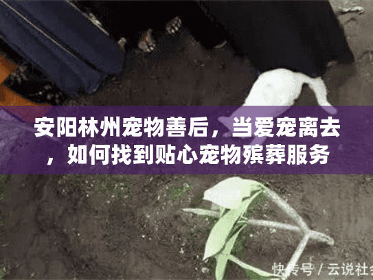 安阳林州宠物善后，当爱宠离去，如何找到贴心宠物殡葬服务