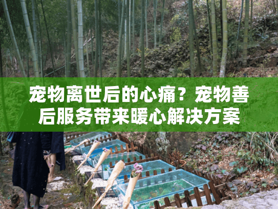 宠物离世后的心痛？宠物善后服务带来暖心解决方案