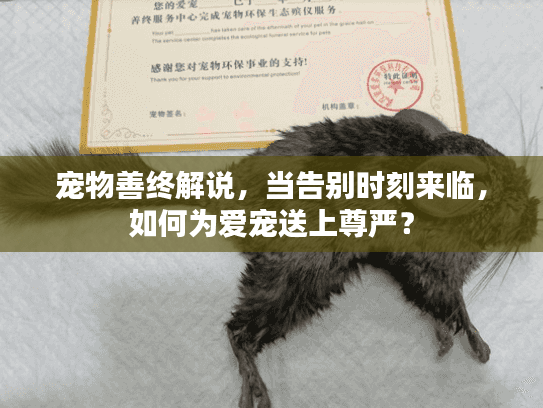 宠物善终解说，当告别时刻来临，如何为爱宠送上尊严？