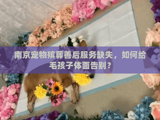 南京宠物殡葬善后服务缺失，如何给毛孩子体面告别？