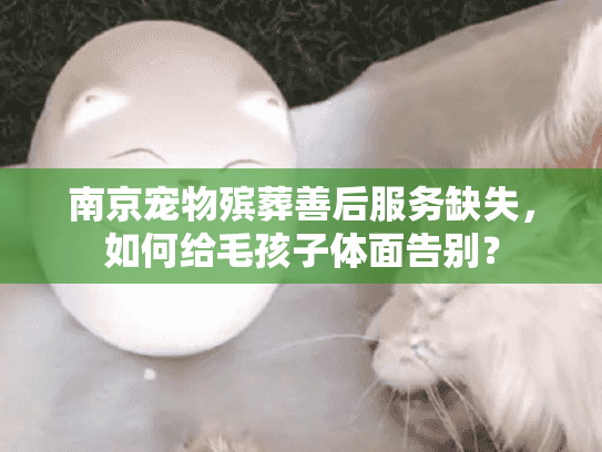 南京宠物殡葬善后服务缺失，如何给毛孩子体面告别？