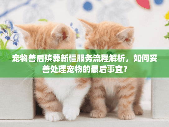 宠物善后殡葬新疆服务流程解析，如何妥善处理宠物的最后事宜？