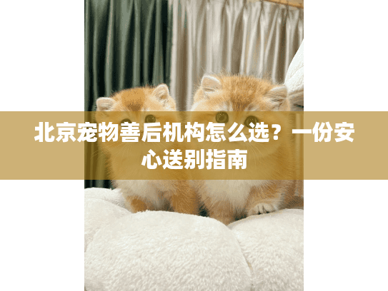 北京宠物善后机构怎么选？一份安心送别指南