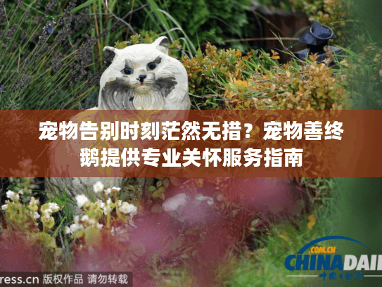 宠物告别时刻茫然无措？宠物善终鹅提供专业关怀服务指南