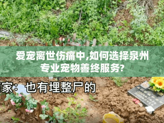 爱宠离世伤痛中,如何选择泉州专业宠物善终服务?