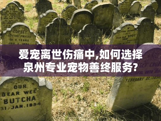 爱宠离世伤痛中,如何选择泉州专业宠物善终服务?