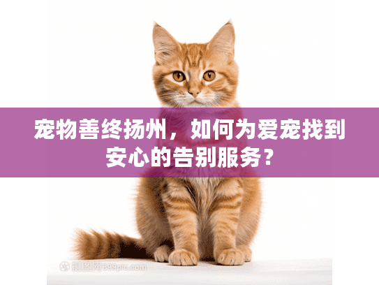 宠物善终扬州，如何为爱宠找到安心的告别服务？