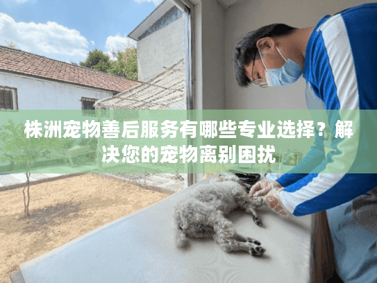 株洲宠物善后服务有哪些专业选择？解决您的宠物离别困扰