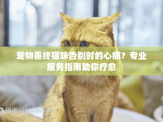 宠物善终猫咪告别时的心痛？专业服务指南助你疗愈