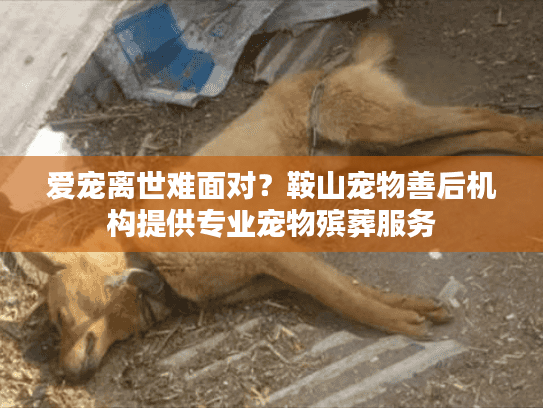 爱宠离世难面对？鞍山宠物善后机构提供专业宠物殡葬服务