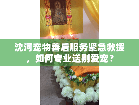 沈河宠物善后服务紧急救援，如何专业送别爱宠？
