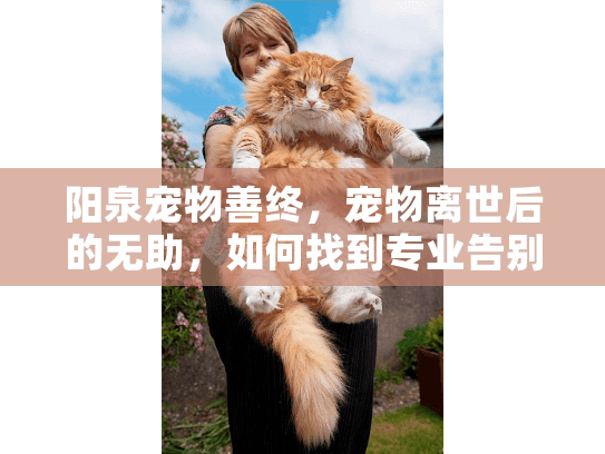 阳泉宠物善终，宠物离世后的无助，如何找到专业告别服务？