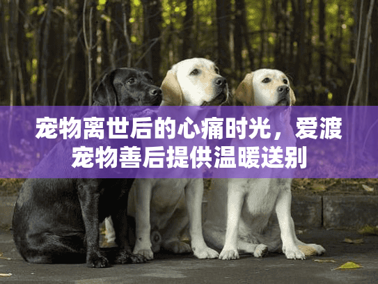 宠物离世后的心痛时光，爱渡宠物善后提供温暖送别