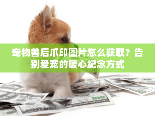 宠物善后爪印图片怎么获取？告别爱宠的暖心纪念方式